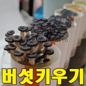 버섯키우기 혼합 3종 느타리1 노랑느타리1 노루궁뎅이1, 1개