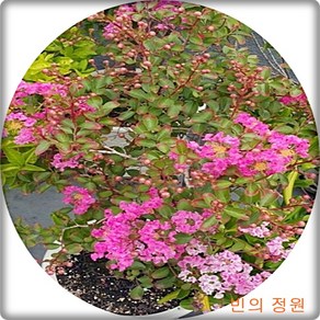 배롱나무 목백일홍 핑크색꽃 개화주 나무 묘목 중품 정원수 여름 꽃나무, 핑크, 1개