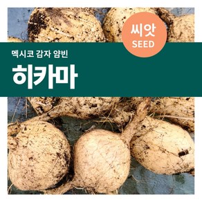 마이플랜트 히카마 뿌리 채소 씨앗 50립, 1개