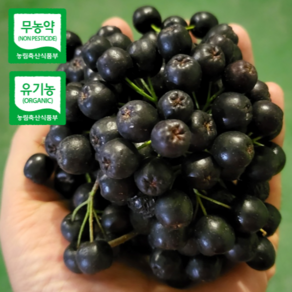 [산지직송] 알이꽉찬 건강한비타민 아로니아 생과, 1박스, 1kg(특품)