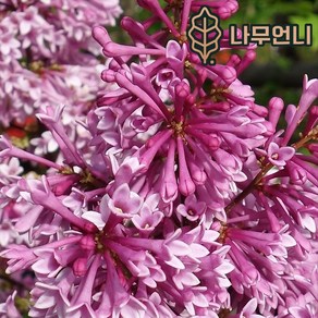 라일락 묘목 프레스토니아 레드와인 5치포트 개화주 나무언니, 1개