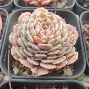 [수암다육] 묵은 엘리제 랜덤발송 Echeveria sp. 랜덤발송 다육 다육이 다육식물 204