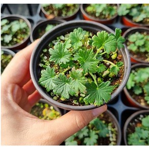 [수량변경가능] 몽글몽글한 근상 풍로초 겹풍로초 봄 여름 가을꽃 화이트꽃 핑크꽃 진분홍꽃 야생화 노지월동 식물 그래꽃이다, 5개, 백산풍로초