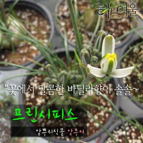 [허브여울다육] 프린시피스 (알부카/ 꽃에서 바닐라향 구근식물) 지름 9cm 소품화분, 3개