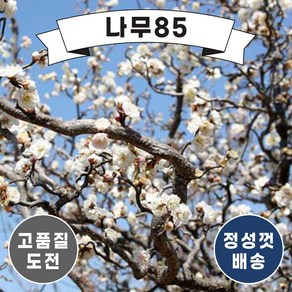 (나무85) 운용매화 접목1년 묘목, 1.운용매화 접목1년, 1개