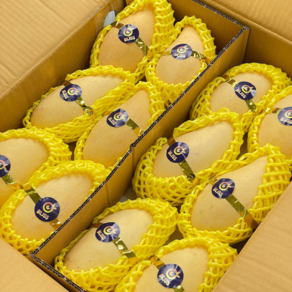 [항공직송] 태국 골드 망고 고당도 남독마이 mango, 1박스, 2kg 골드망고