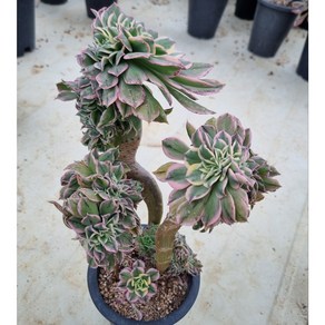 [수암다육] 썬버스트 철화 랜덤발송 Aeonium 'Sunbust' f. cistata 랜덤발송 다육 다육이 다육식물 290, 1개