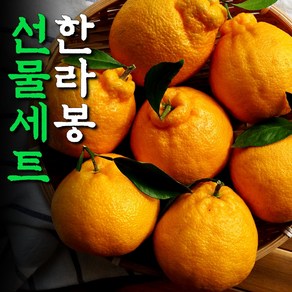 제주도 한라봉 3kg 5kg 고당도 선물세트 한라봉 레드향 혼합 설 구정 명절 선물세트, 1. 제주 한라봉 3kg 가정용