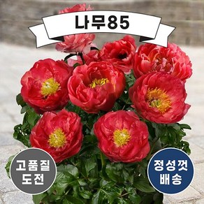 (나무85) 왜성향수작약 4종(택1), 1.왜성향수작약 (런던)포트, 1개