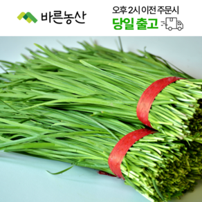 < 바른농산 > 당일수확 국내산 부추 묶음 (1단 500g~600g), 1개, 500g