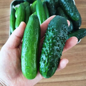 [산지직송] 작지만 더욱 알찬 오이! 미니오이 2kg(글로리아+미니스탑), 1개, 2kg