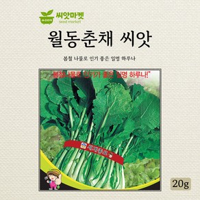 세계종묘 월동춘채 씨앗 20g, 1개