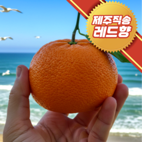 제주직송 당도선별 고당도 레드향, 1개, 가정용)레드향 3kg