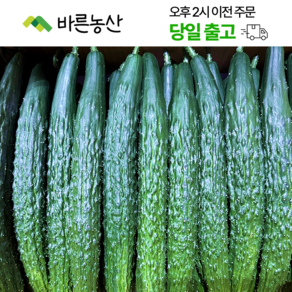 < 바른농산 > 국내산 오이 가시오이 청오이 특품 (3kg 5kg 10kg), 1개, 10kg