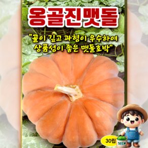 맷돌호박종자 맷돌호박씨 씨앗 30립 대포장 1000립, 1개