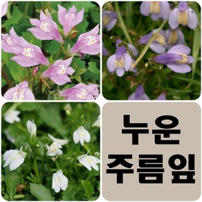 //초화류//누운주름잎 3개셋트(색상랜덤)