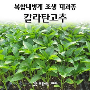 [모종심는아빠] 복합내병계 조생 대과종 칼라탄고추 고춧가루전용 고추 모종, 36개