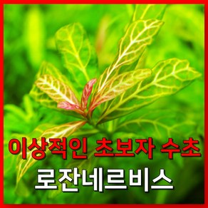 [수초농부] 하이그로필라 로잔네르비스 수초