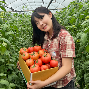 당일수확 산지직송 친환경 무농약 고흥 동양종 유럽종 빨간 완숙 찰 토마토, 1개, 2.5kg(4번과)