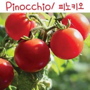 피노키오 Pinocchio 희귀 난쟁이 앉은뱅이 토마토 교육용 체험용키우기 세트