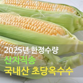 [싱그런날] 프리미엄 국내산 초당옥수수 당일수확 산지직송, 5개, 특품(17cm이내)