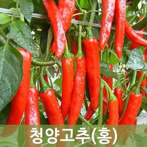 국내산 청양 홍고추 10kg 5kg 1kg 매운고추 매운홍고추 (건고추용), 청양홍고추 10kg(건고추용), 1박스