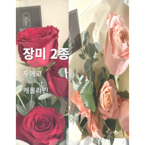 피어난곳 장미 2종 (5송이) 저렴한 꽃 꽃테리어 오늘의꽃 생화 생화꽃배송 생화꽃배달 가성비꽃집, 분홍(캐롤라인), 1개