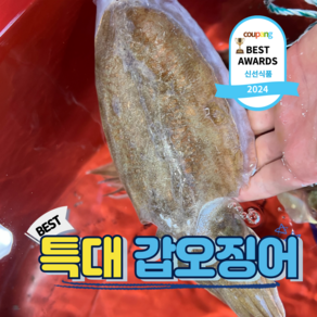 살아있는 횟감가능한 국내산 갑오징어 생물, 1개, 특대 갑오징어 1kg(2-3미)