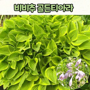 호스타 비비추 골든티아라(4치 포트) 전국노지월동 / 정원식물