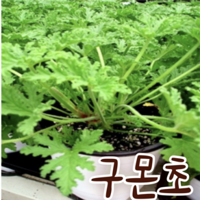 [아트플라워] 식충식물 구몬초 여름식물 벌레쫓는식물 벌레잡는식물, 1개