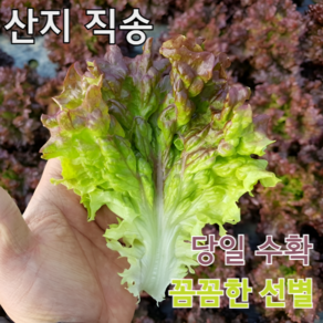 산지직송 당일수확 익산 꽃상추 국내산 상추 쌈채소 꽃상추박스 쌈 쌈야채 야채 상추박스 쌈채, 1세트, 1kg