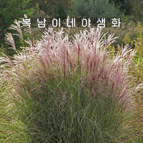 모닝라이트 대품 [1포트 복남이네야생화 모종 카페식물 사초 억새 그라스], 1개