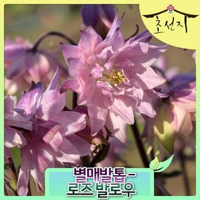 [초선지] 별매발톱 6치 포트 신품종 발로우 시리즈, 로즈발로우, 1개