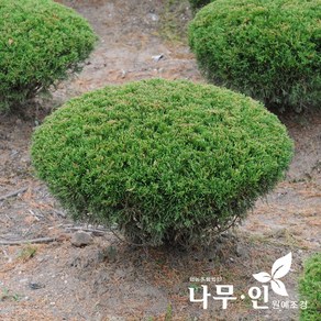 [나무인] 옥향 둥근향 지름30cm, 1개