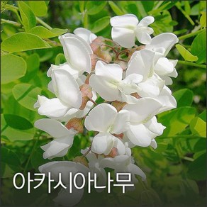 아카시아나무 500g 야생화씨앗