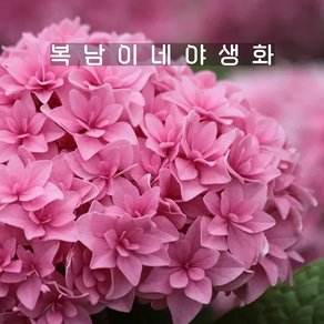 hydrangea 유앤미 퍼펙션 [1포트 복남이네야생화 모종 수국]