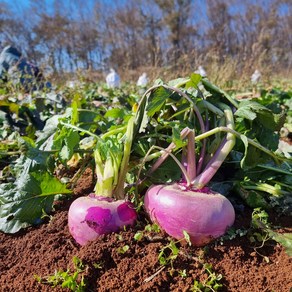 강화도 국산 햇 순무 생 순무 무청없음