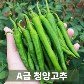 물가안정 금메달농수산 국내산 프리미엄 청양고추, 1개, 1kg