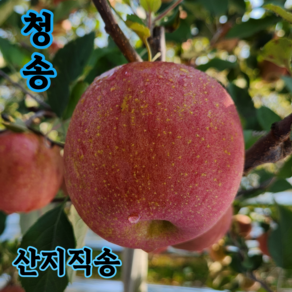 [산지직송] 청송 꿀 사과 (중과)2kg 3kg 5kg 10kg 가정용 선물용