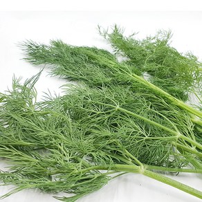 야채왕 허브 생잎 딜 Dill 1kg (실중량 0.9k - 1.0k ) 향신료 - 수도권 충청지역 팀프레시 새벽배송, 1개