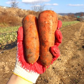 아빠의 마음 국내산 당근 3kg 5kg 10kg, 흙당근5kg(중품), 1개