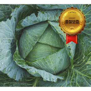 <당일출고> 제주 양배추 아삭하고 싱싱한 양배추 국내산 양배추, 1.5kg, 2개