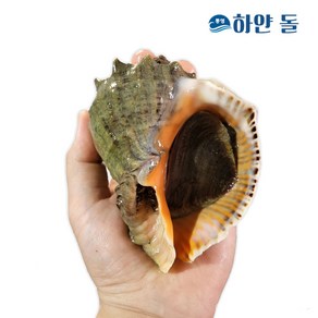 통영 해녀가 직접 채취! 자연산 참소라 2kg, 자연산참소라 중 8-9미, 1개