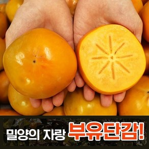 아삭한식감 달콤함과즙 산지선별 햇단감 밀양 부유단감 5kg, 1박스