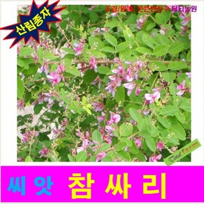 산림종자 참싸리씨앗 500 립