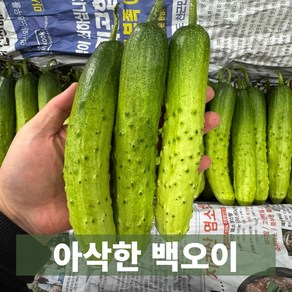 금메달농수산 직매입 아삭한 백다다기 백오이, 1개, 1kg