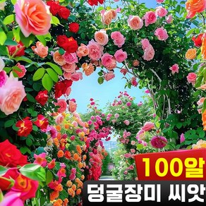 [높은 생존율] 100알/200알/300알 장미 씨앗 클라이밍 장미꽃 사계 넝쿨 장미 모종 예쁜 정원 만들기 다년생 덩굴식물, 100개