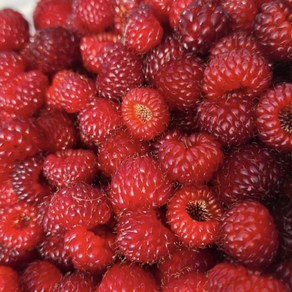 [제철365] 국내산 프리미엄 햇 산딸기 생과 250g, 1개, 250g (250g x 1팩)