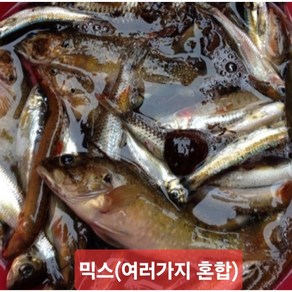 잡고기 섞인거 500g 꺽지 눈치 모래무지 돌고기 구구리등 민물고기, 1개