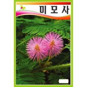 미모사 퓨티카 50립, 1개